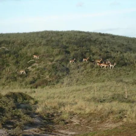 Lejlighed Seastar Zandvoort